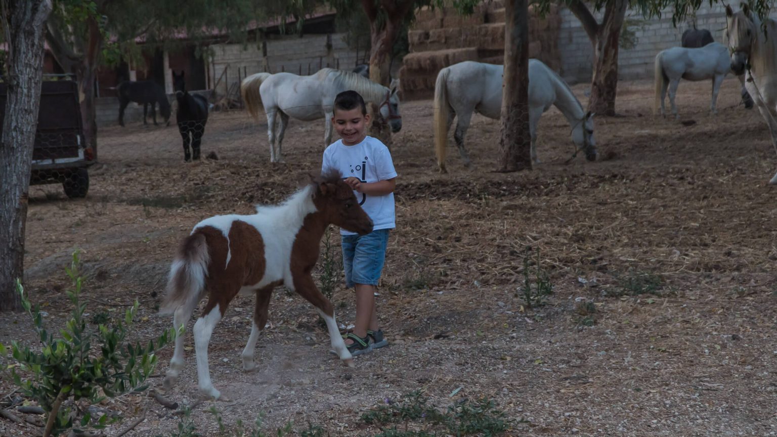 Yianni's Horses Zakynthos Horse Riding Zante